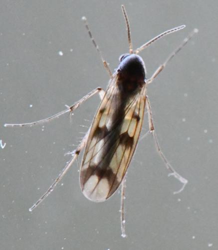 Réf. 298 108 : Mycetophila sp.